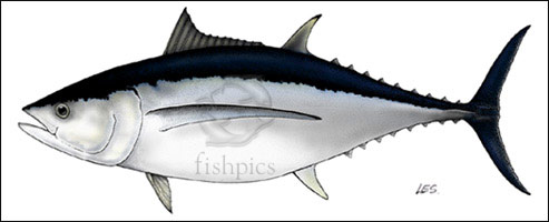 'Les Gallagher: fishpics & ImagDOP University of the Azores'